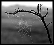 spiderweb_03_gfx2